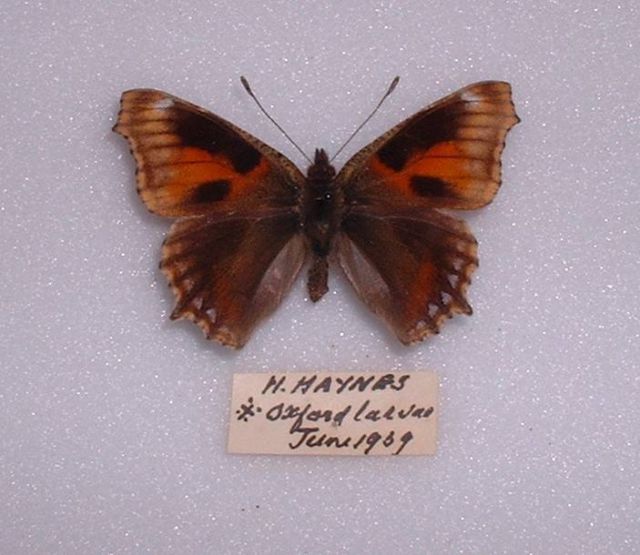 Aglais urticae (British small tortoiseshell extreme aberration 1939) Internet Image property of respective owner, non-commercial use only